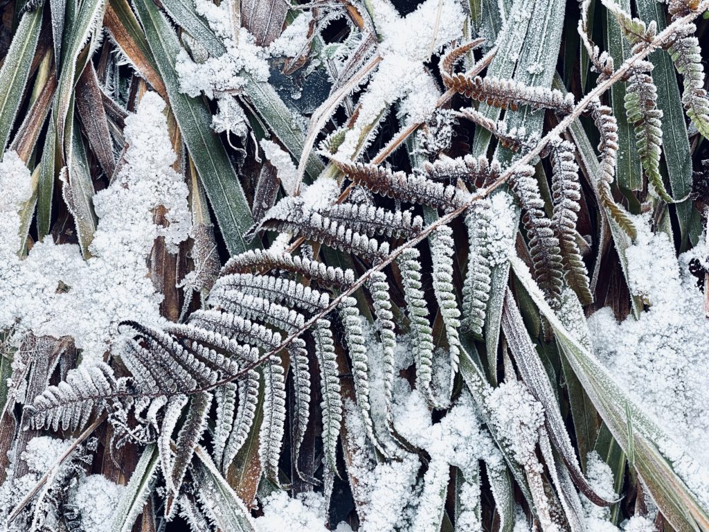 Frozen fern