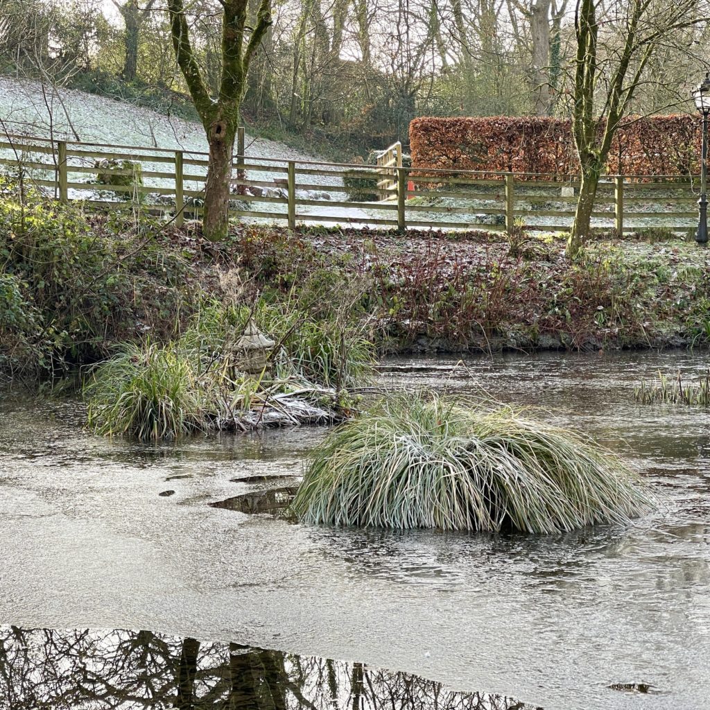 Duck pond