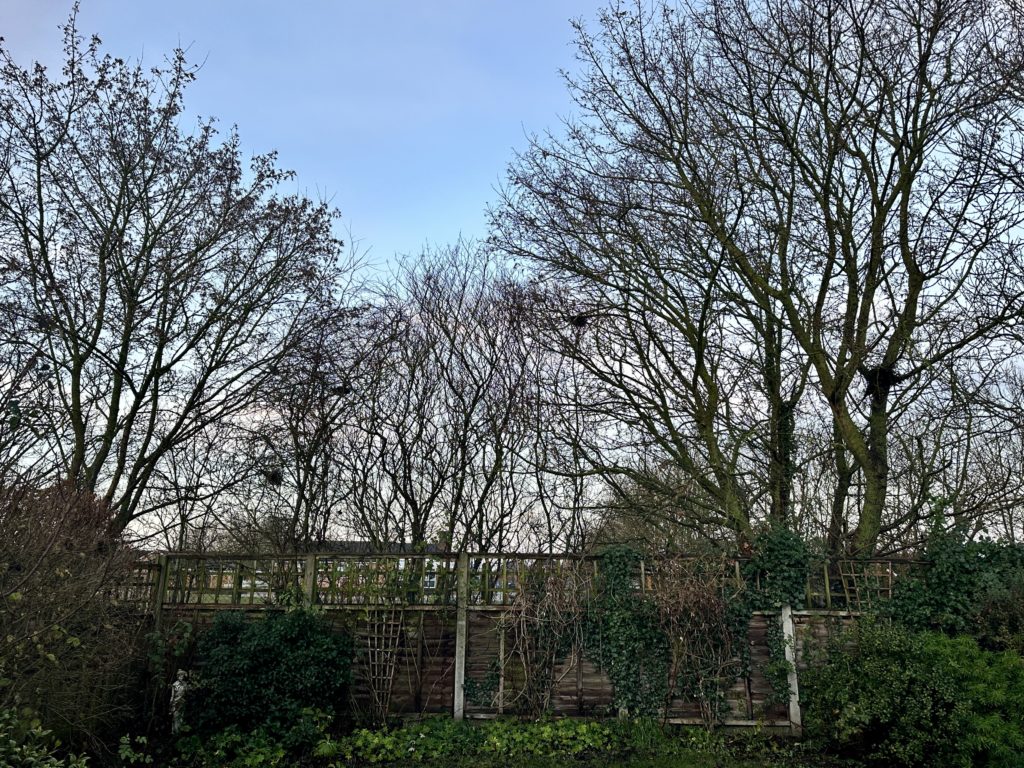 Garden and sky