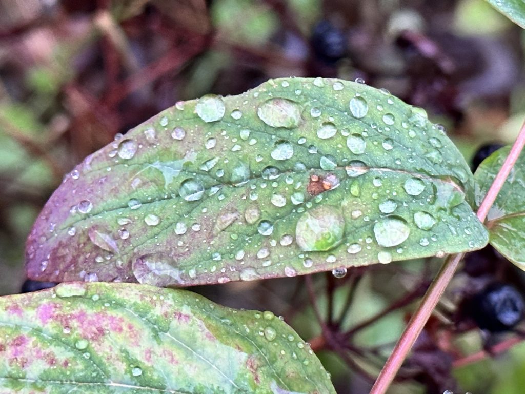 Leaf with rain