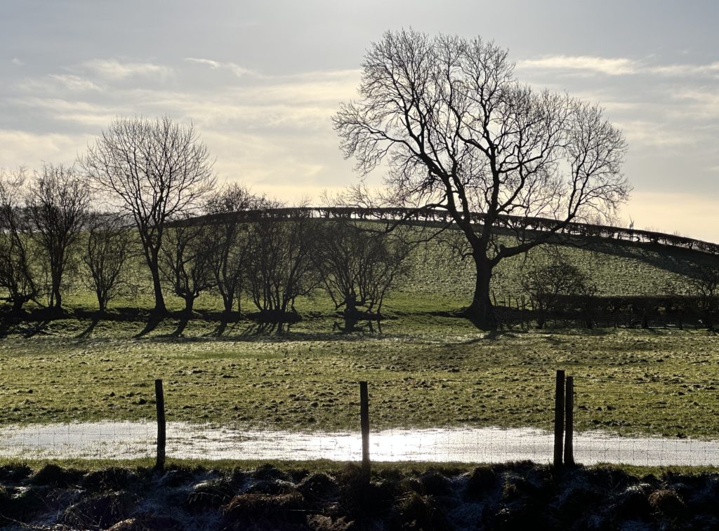 Trees and fields