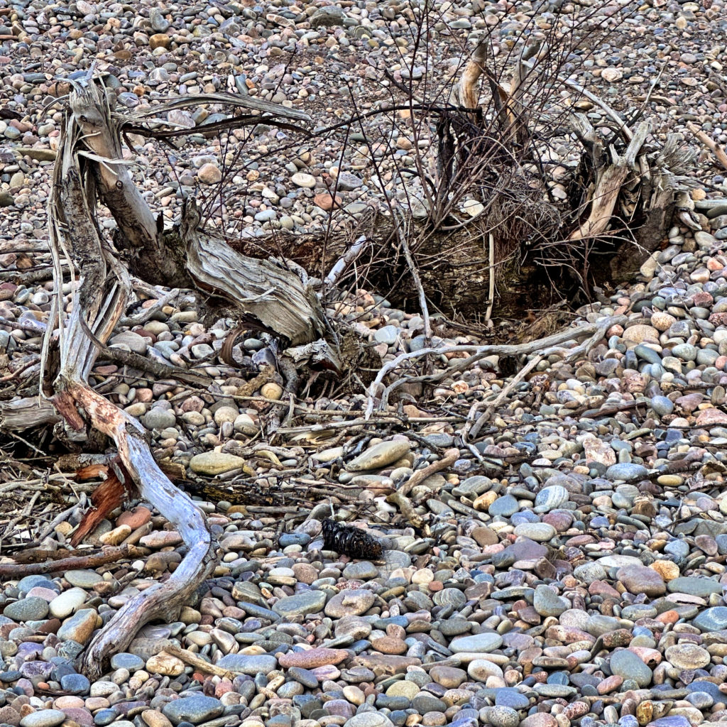 Drift wood on the beach