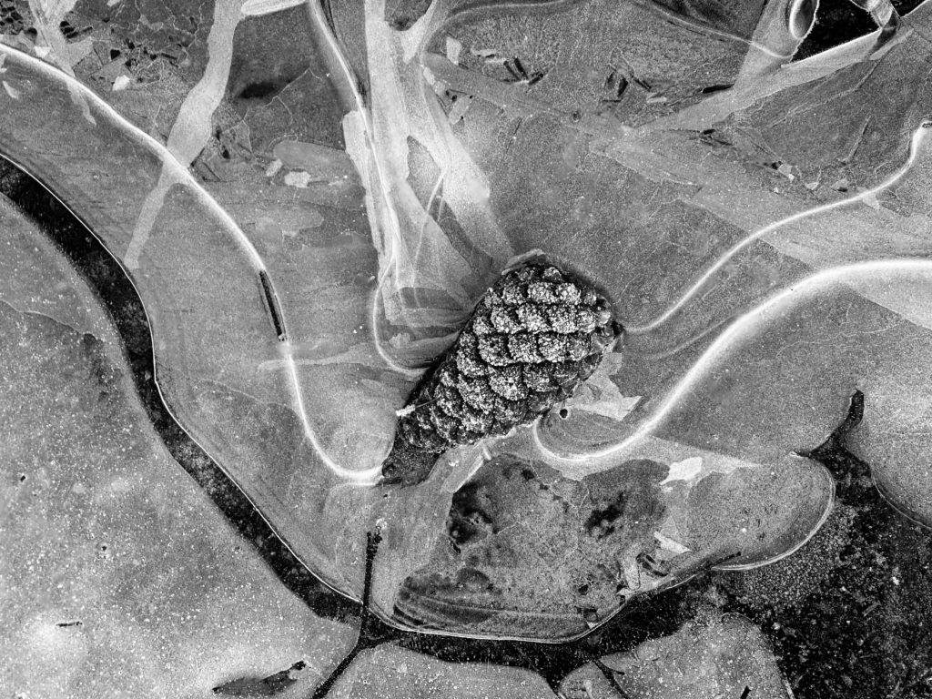 Pine cone in ice