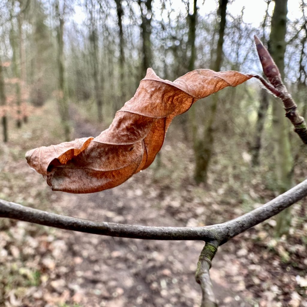 Dead leaf on a tree