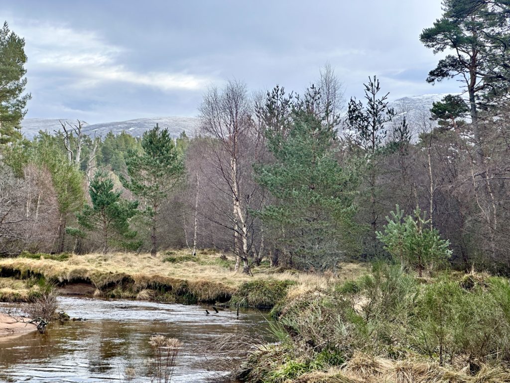 Cairngorms in the background