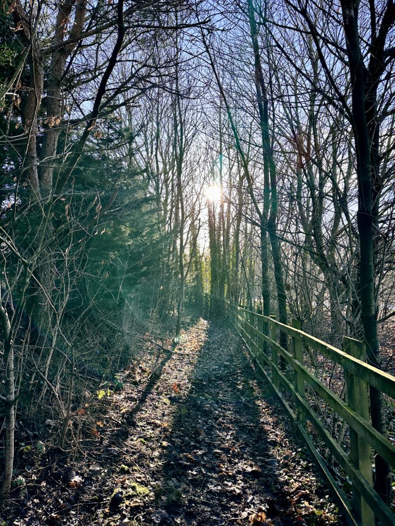 Tree lined path