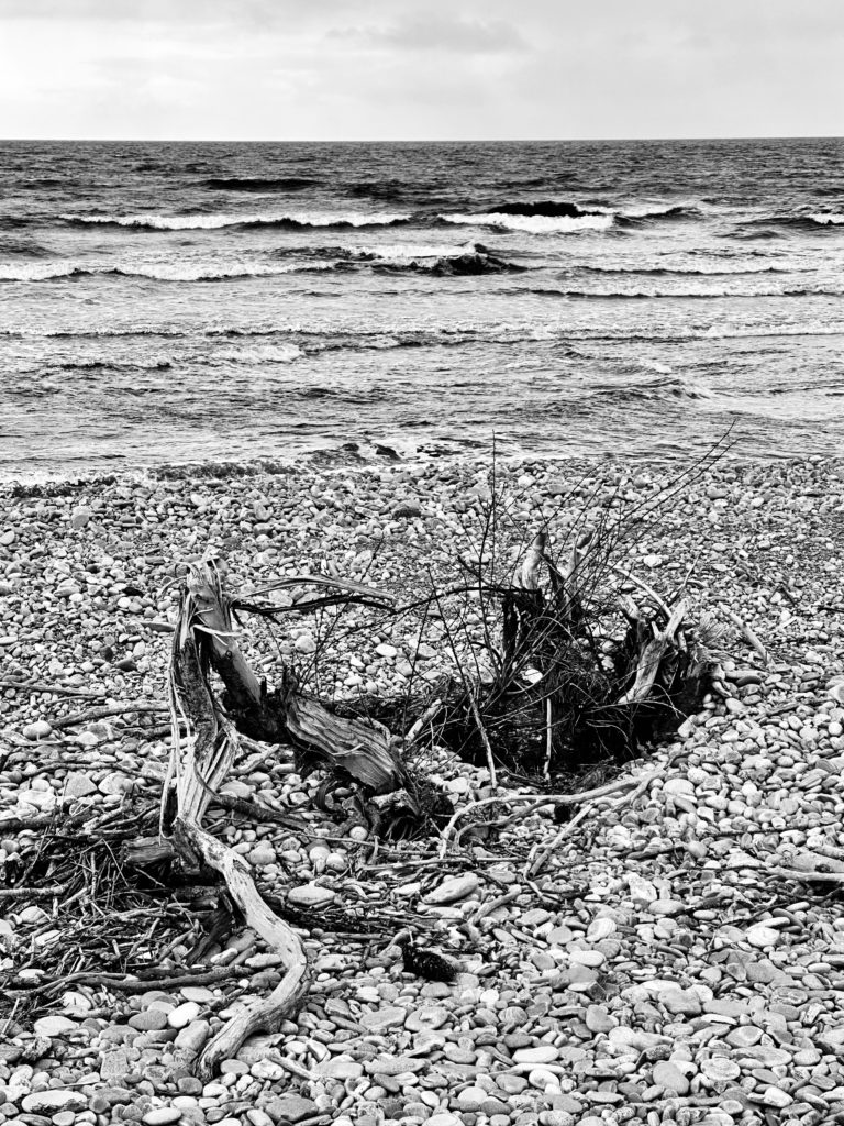 Drift wood on the beach