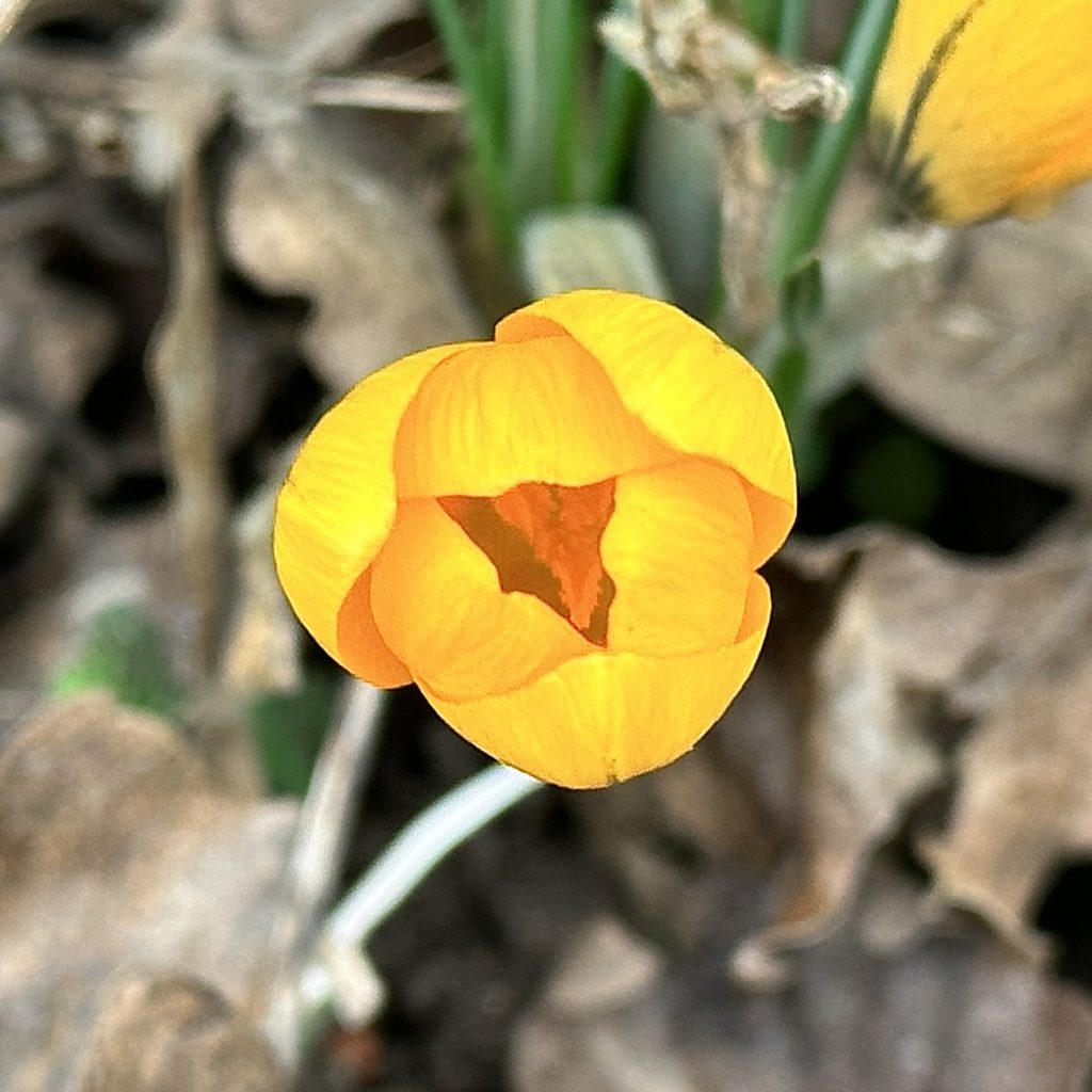 Crocus