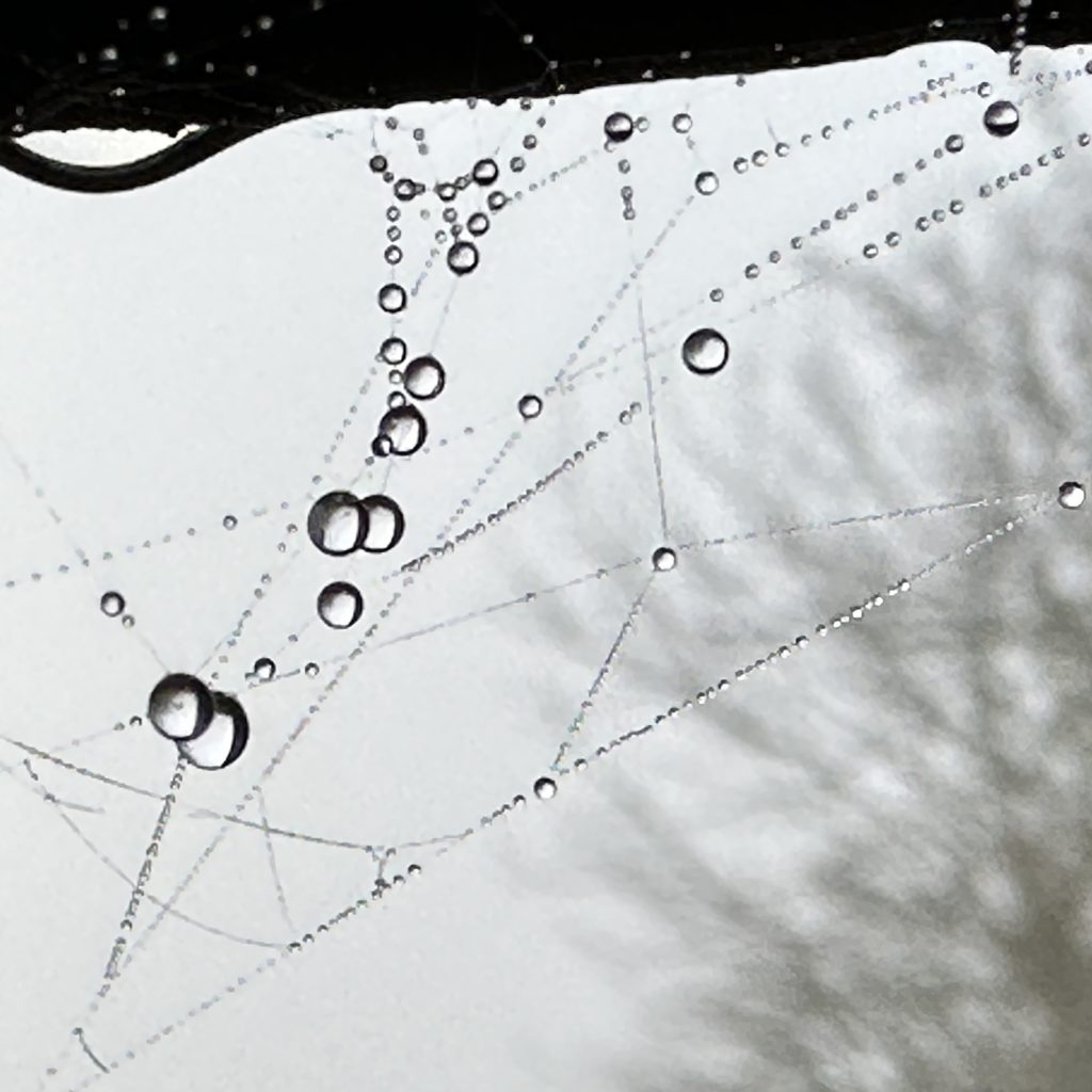 dew drops in a spider web
