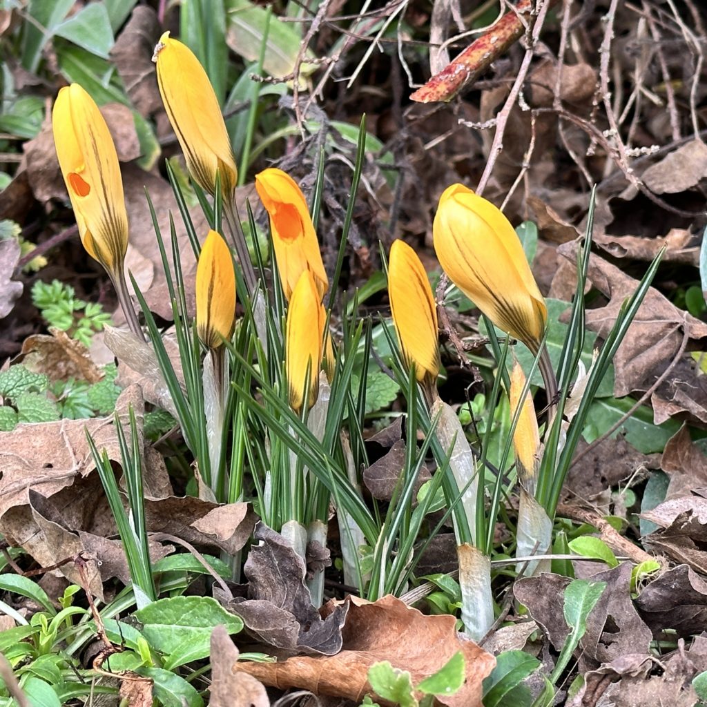 Crocus