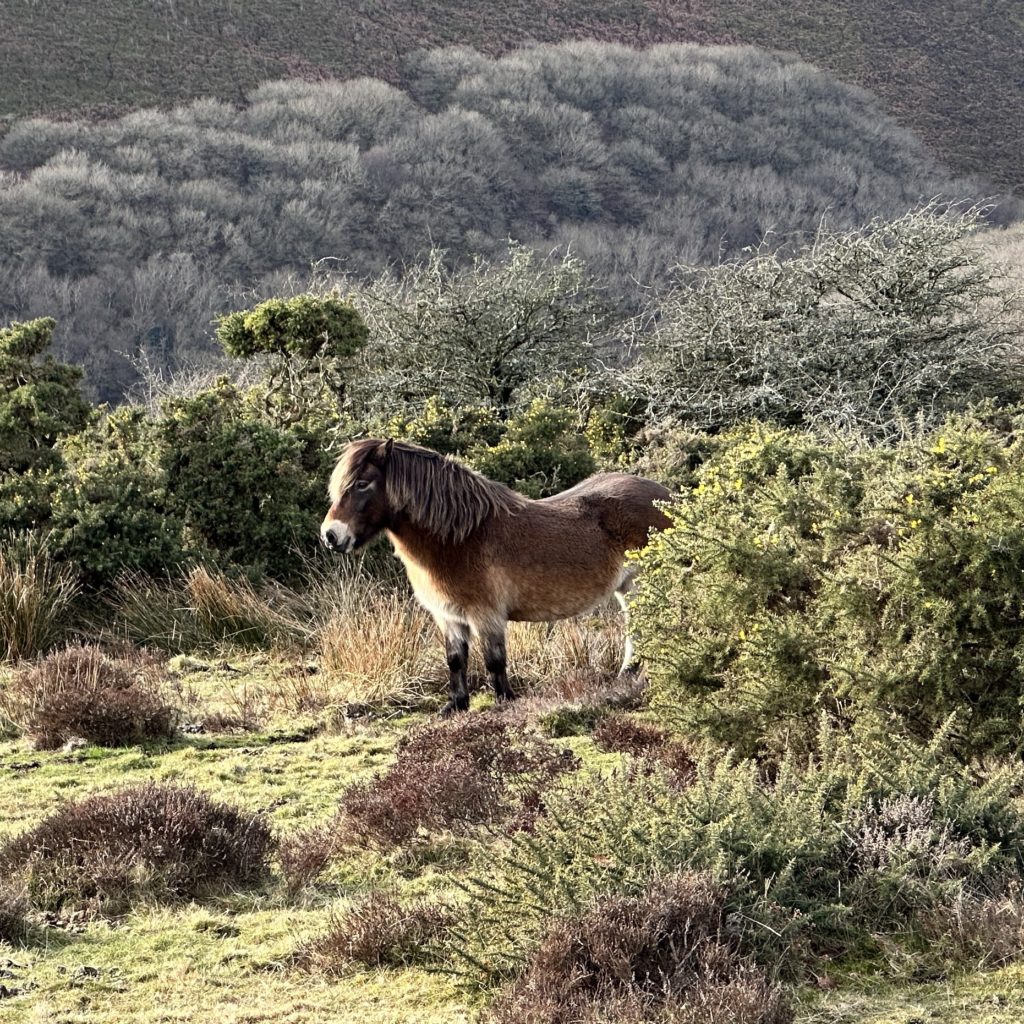 Exmoor Pony