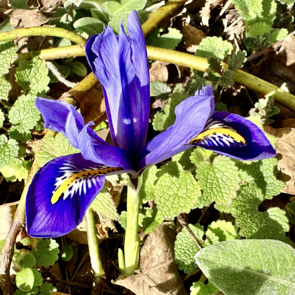 Spring flower