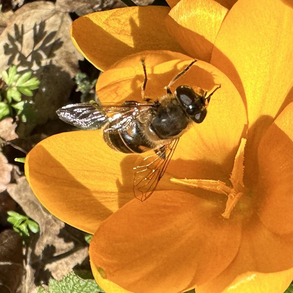 Crocus and bee