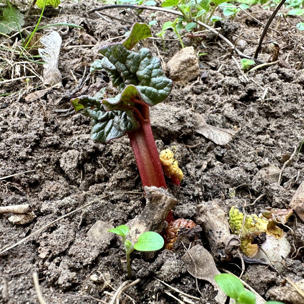 My Rhubarb