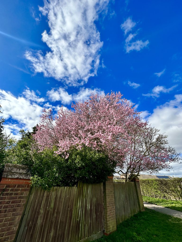 Spring blossom