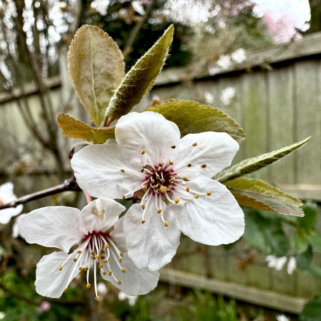 Blossom