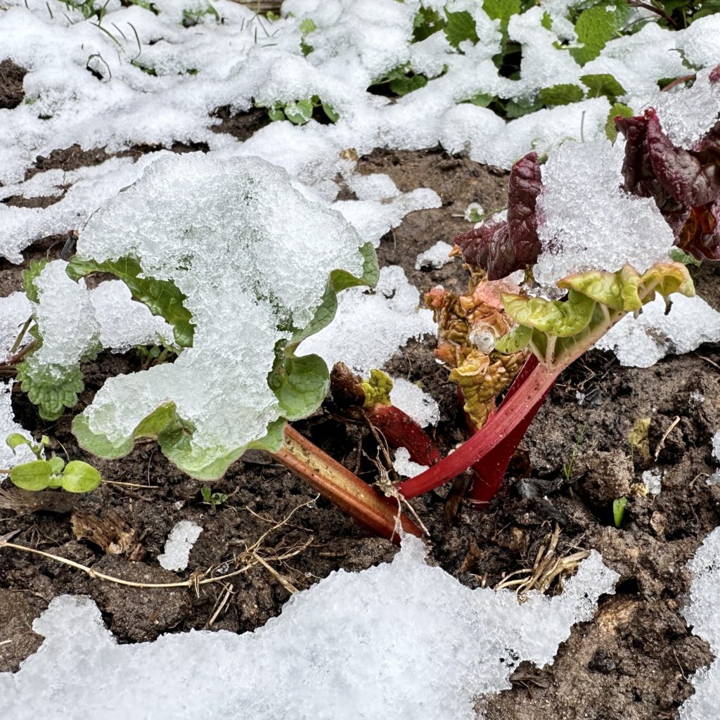 My rhubarb in the snow