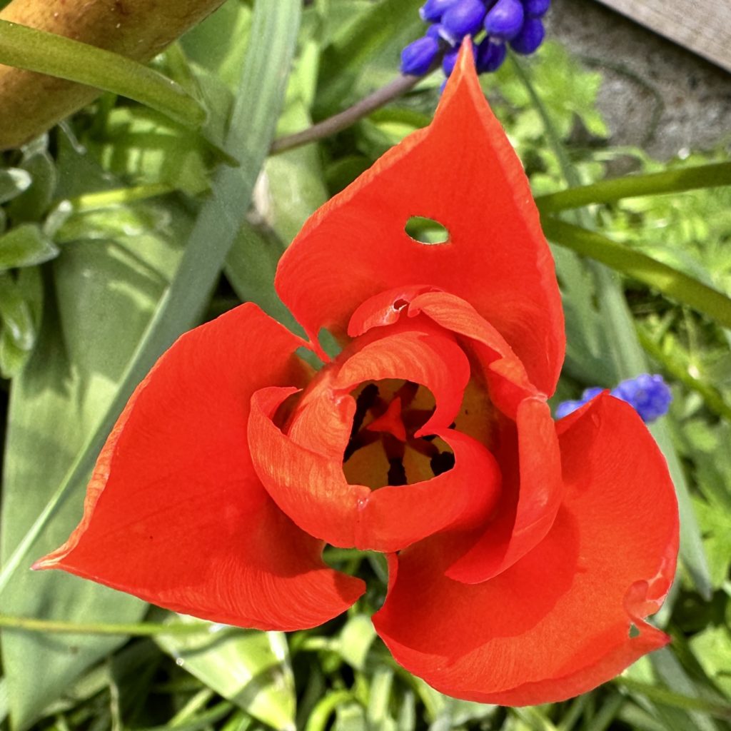 Tulip