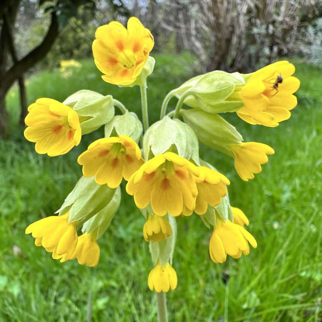 yellow flowers