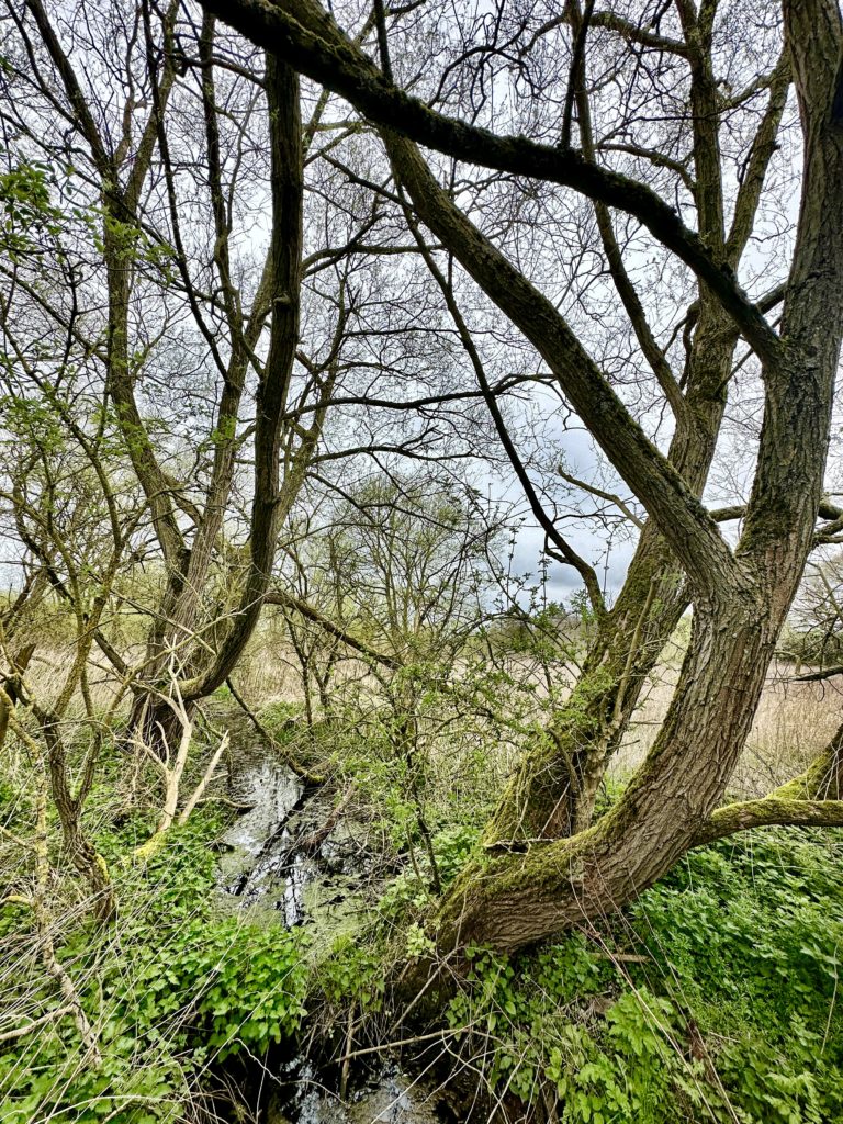 Staffordshire countryside