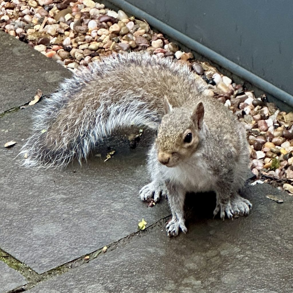 Grey Squirrel