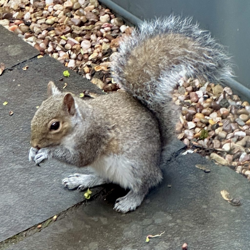 Grey Squirrel