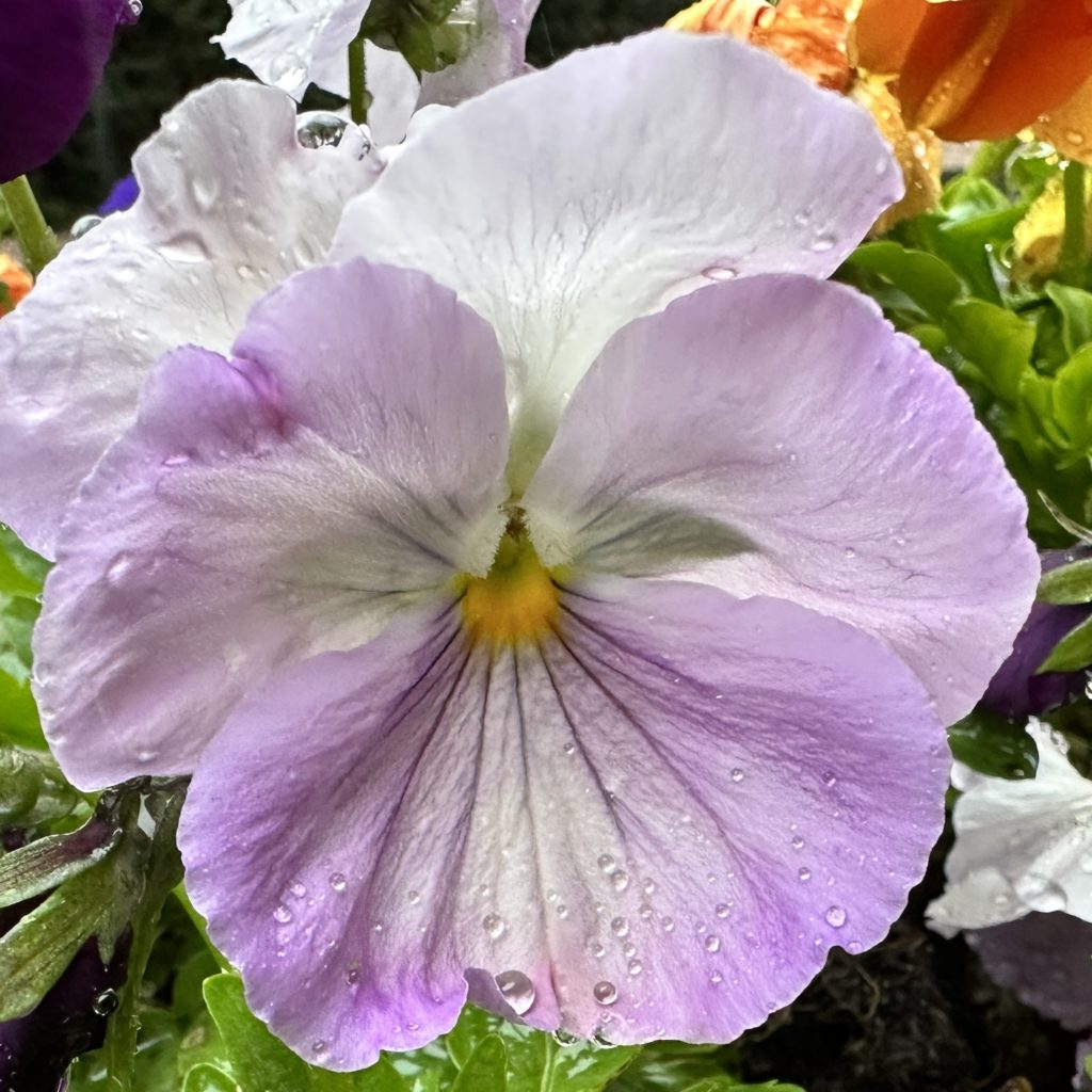 Flowers in the Rain