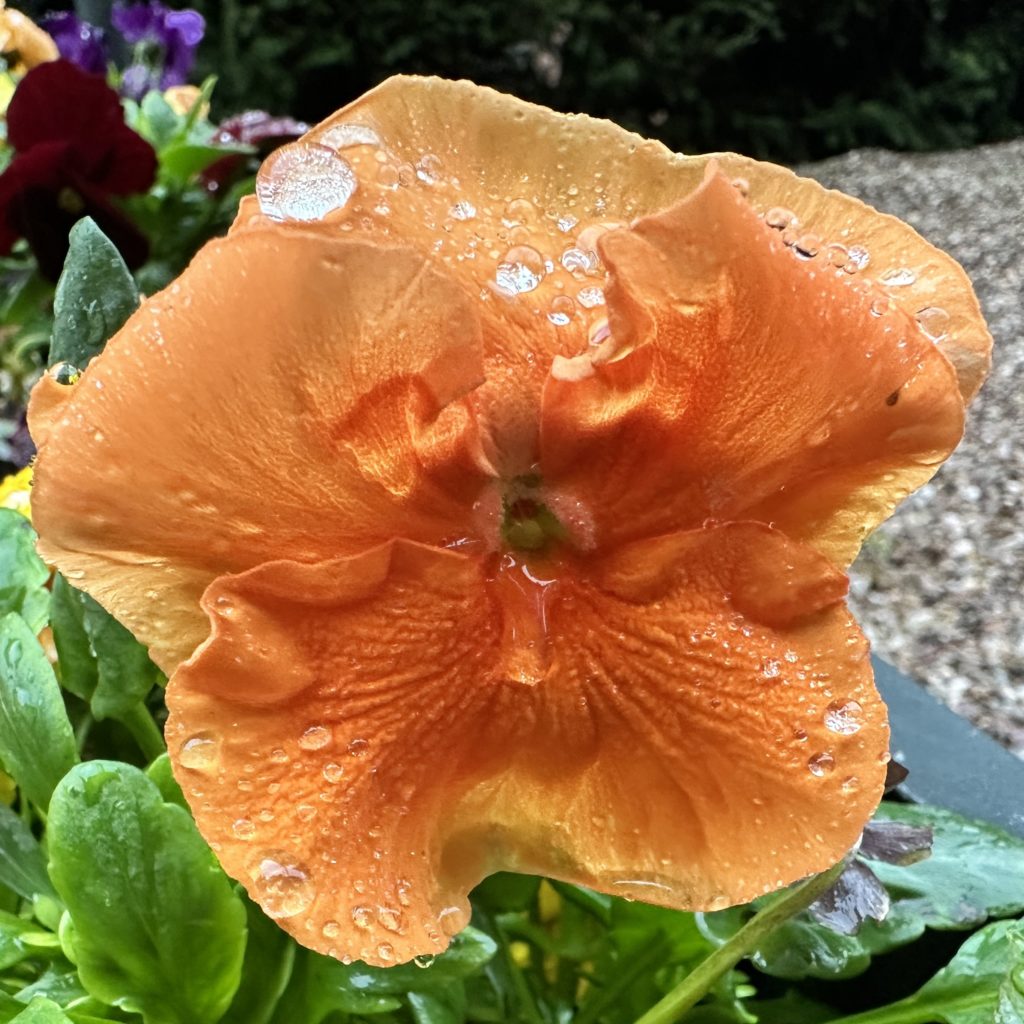 Flowers in the Rain