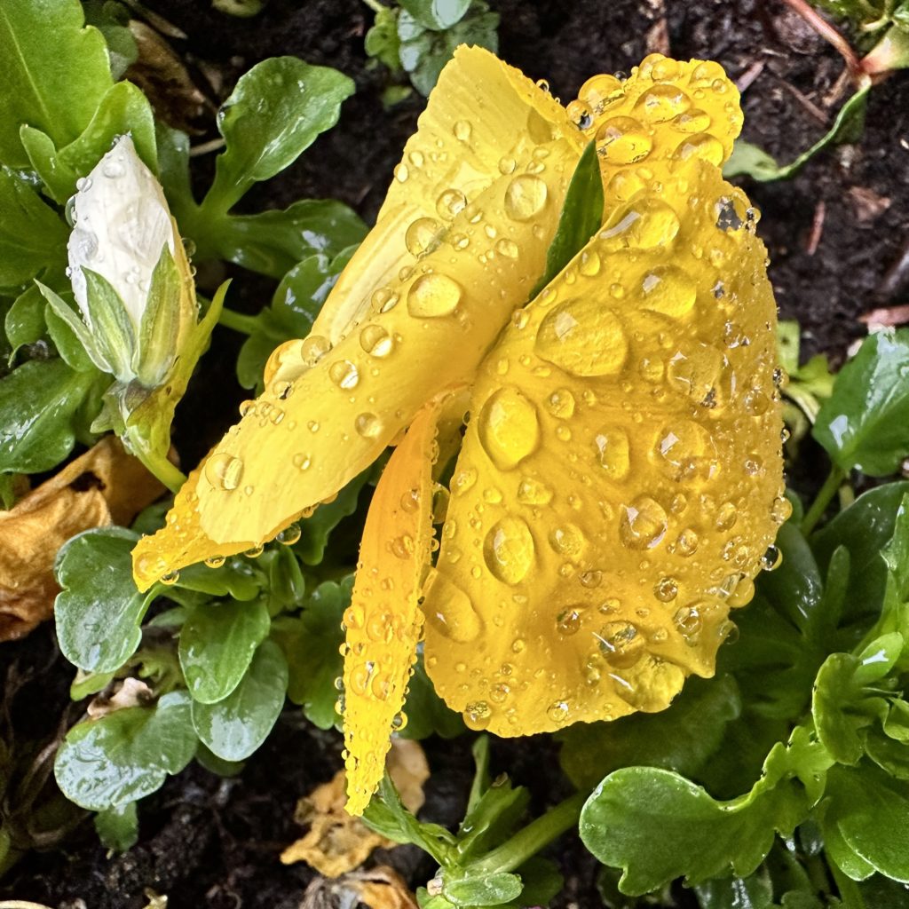 Flowers in the Rain