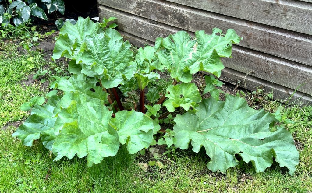 Rhubarb 