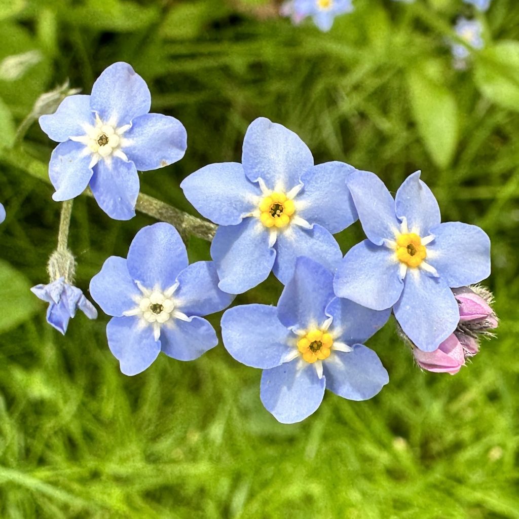 Little blue flowers