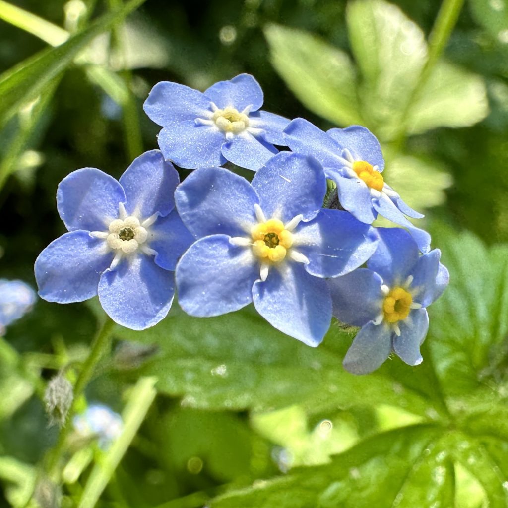 Little blue flowers