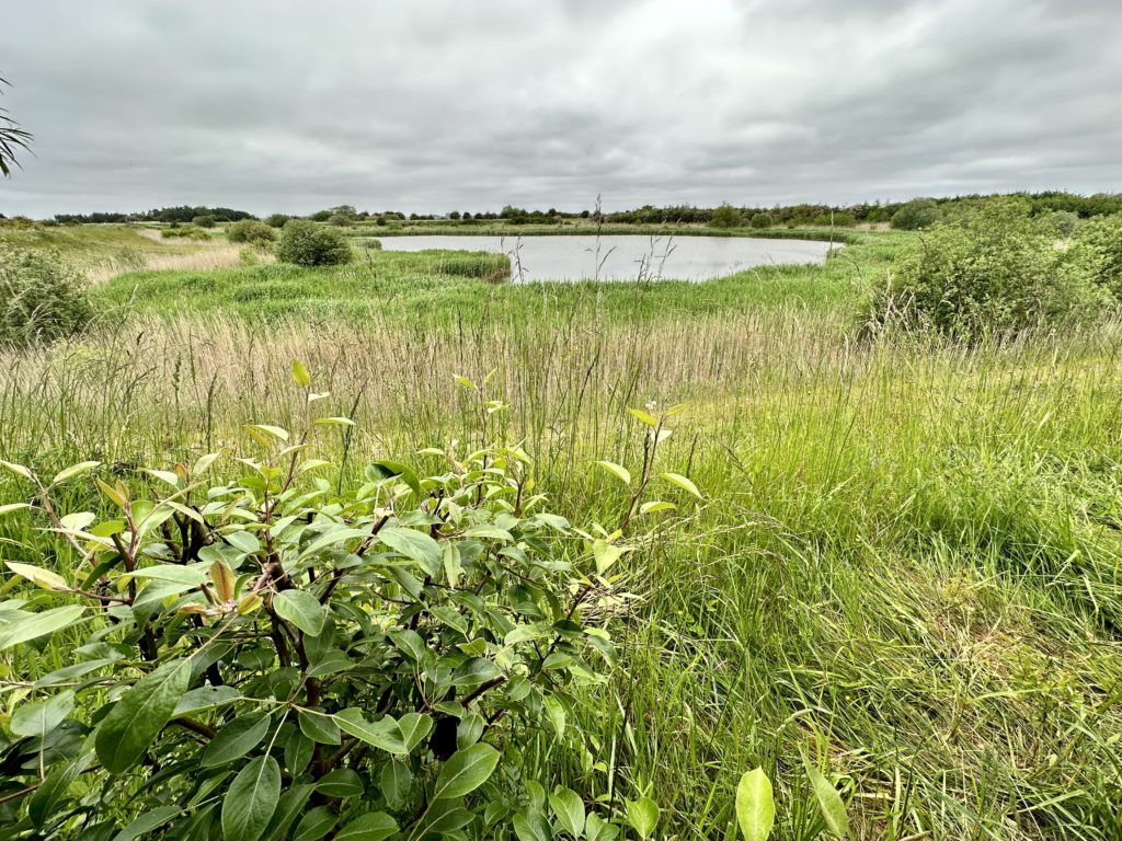 Fiskerton Fen