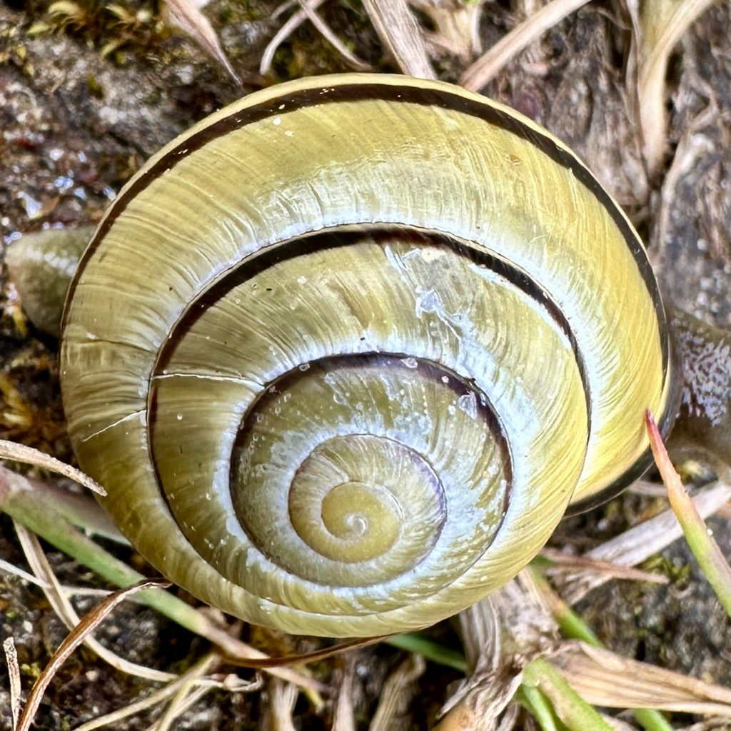 Snail