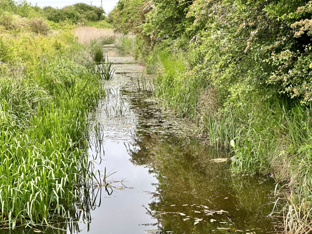 Fiskerton Fen