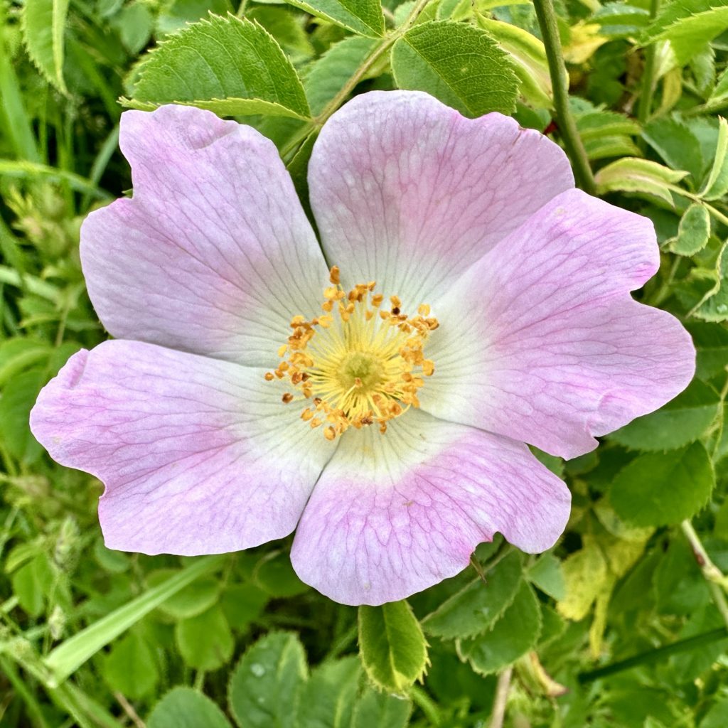 Fiskerton Fen Flowers