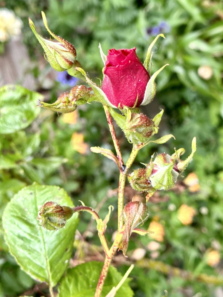 Red rose