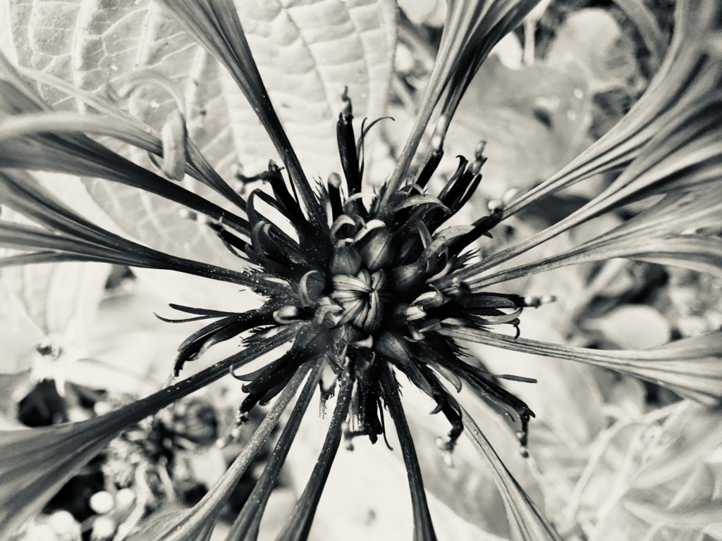 Silvertone close-up on a flower