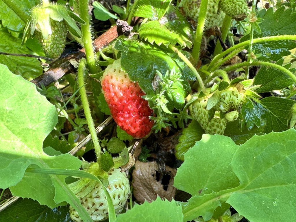 Strawberries