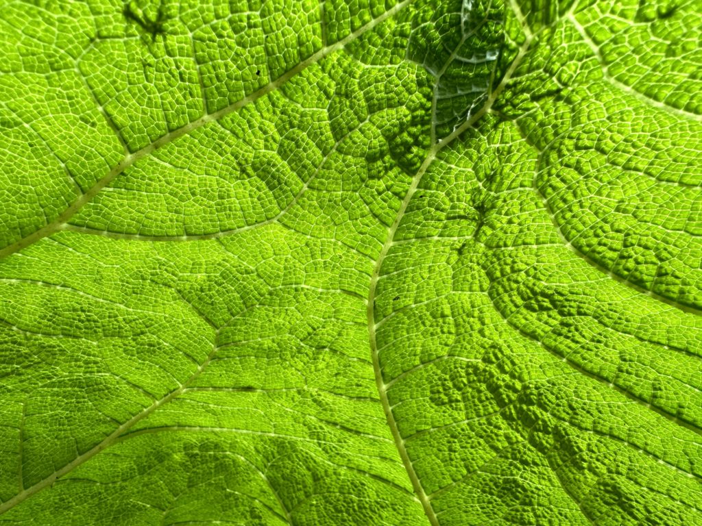 Sunlight through a giant leaf