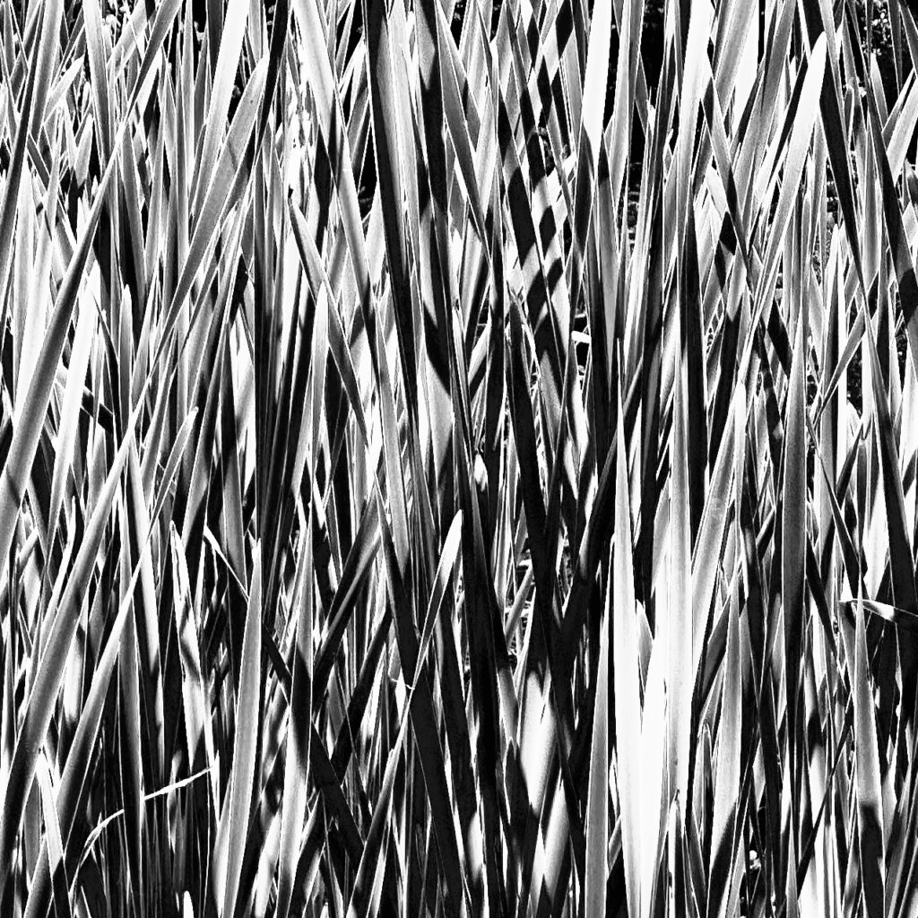 Monochrome reeds close-up