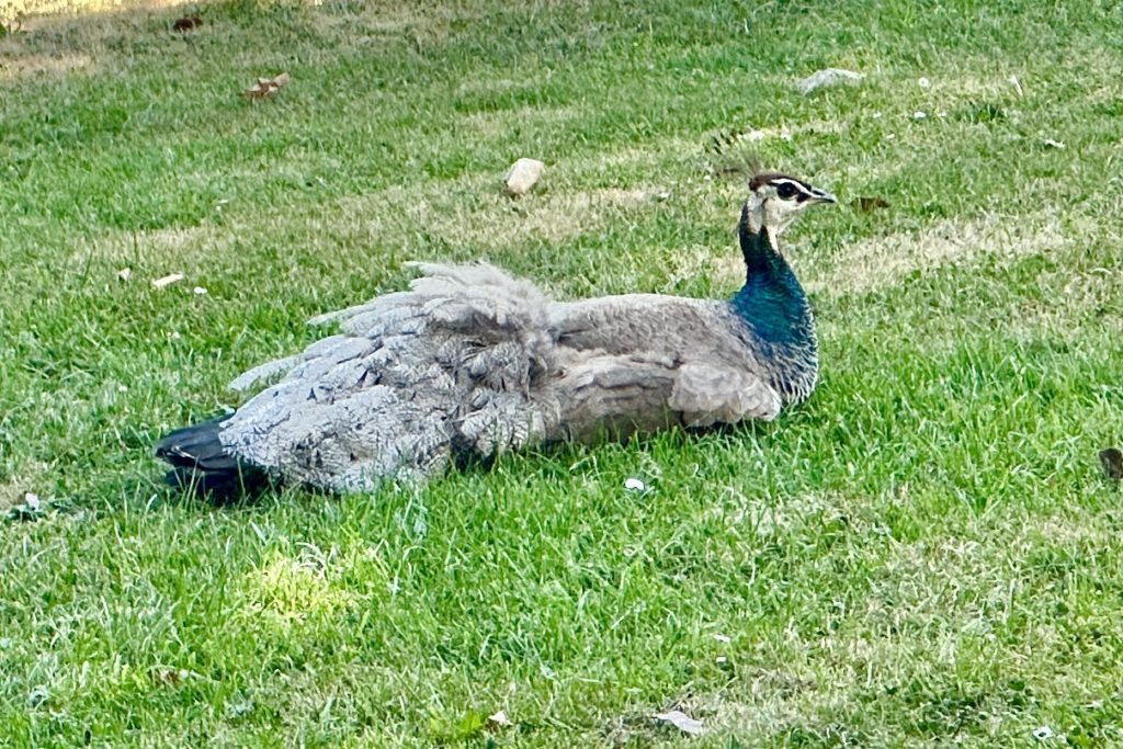 Peacock