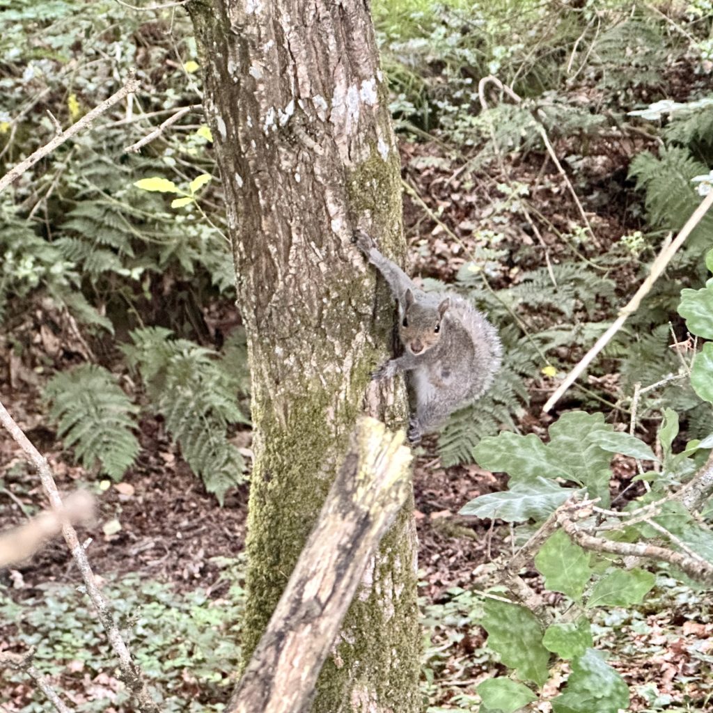 Squirrel 