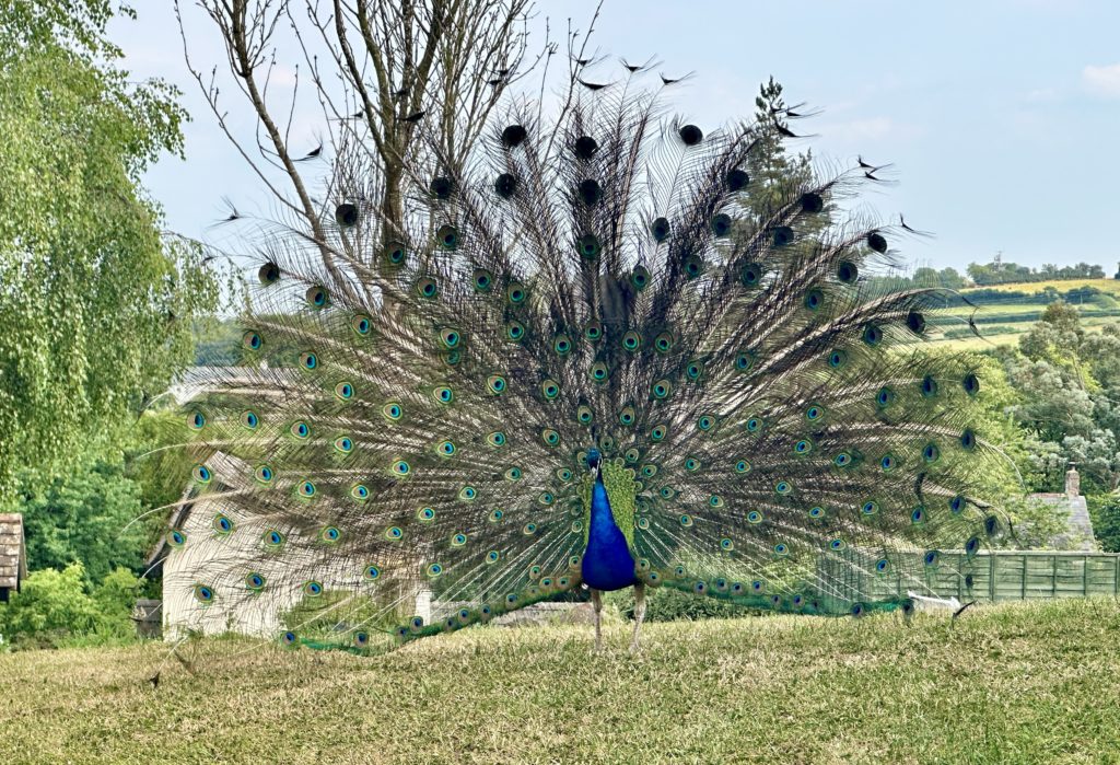 Peacock