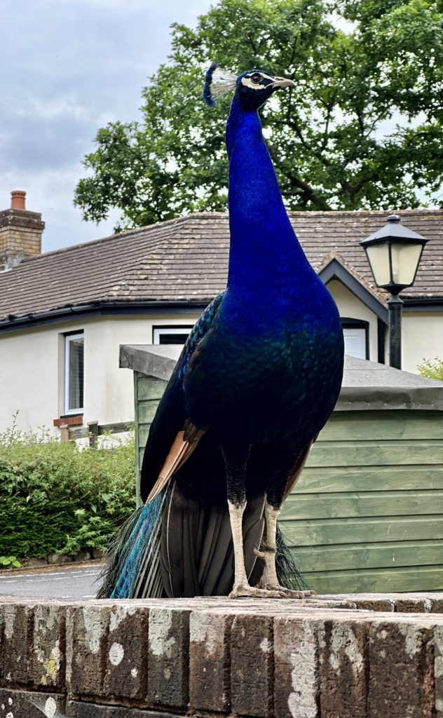 Peacock 