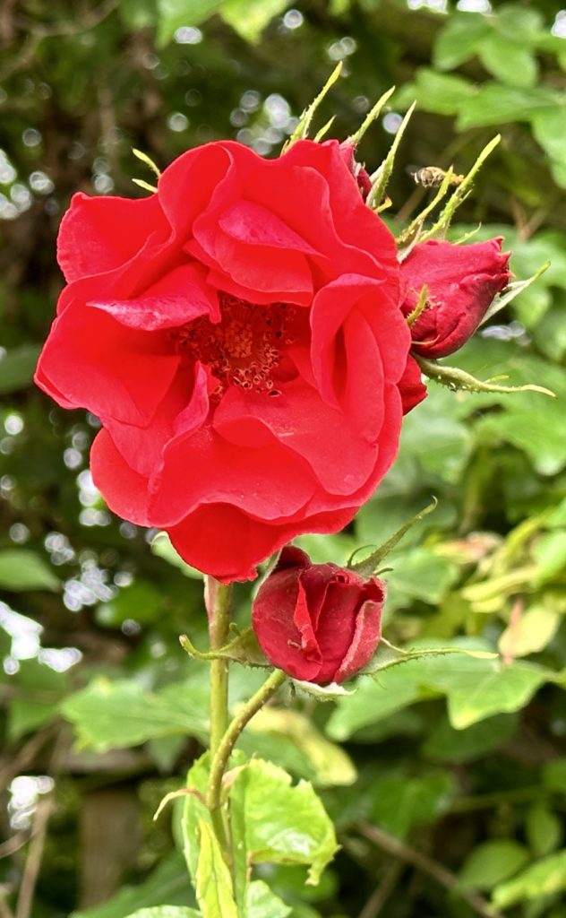 Red rose