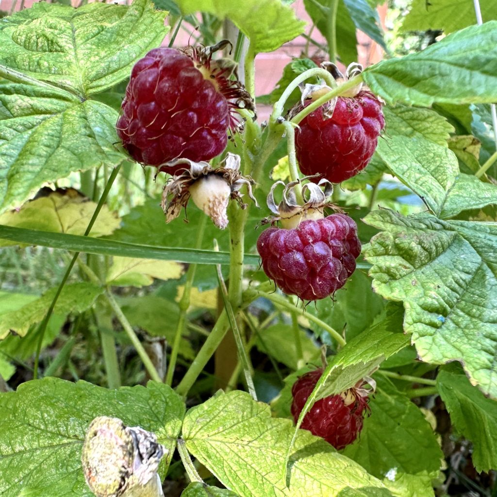 Raspberries