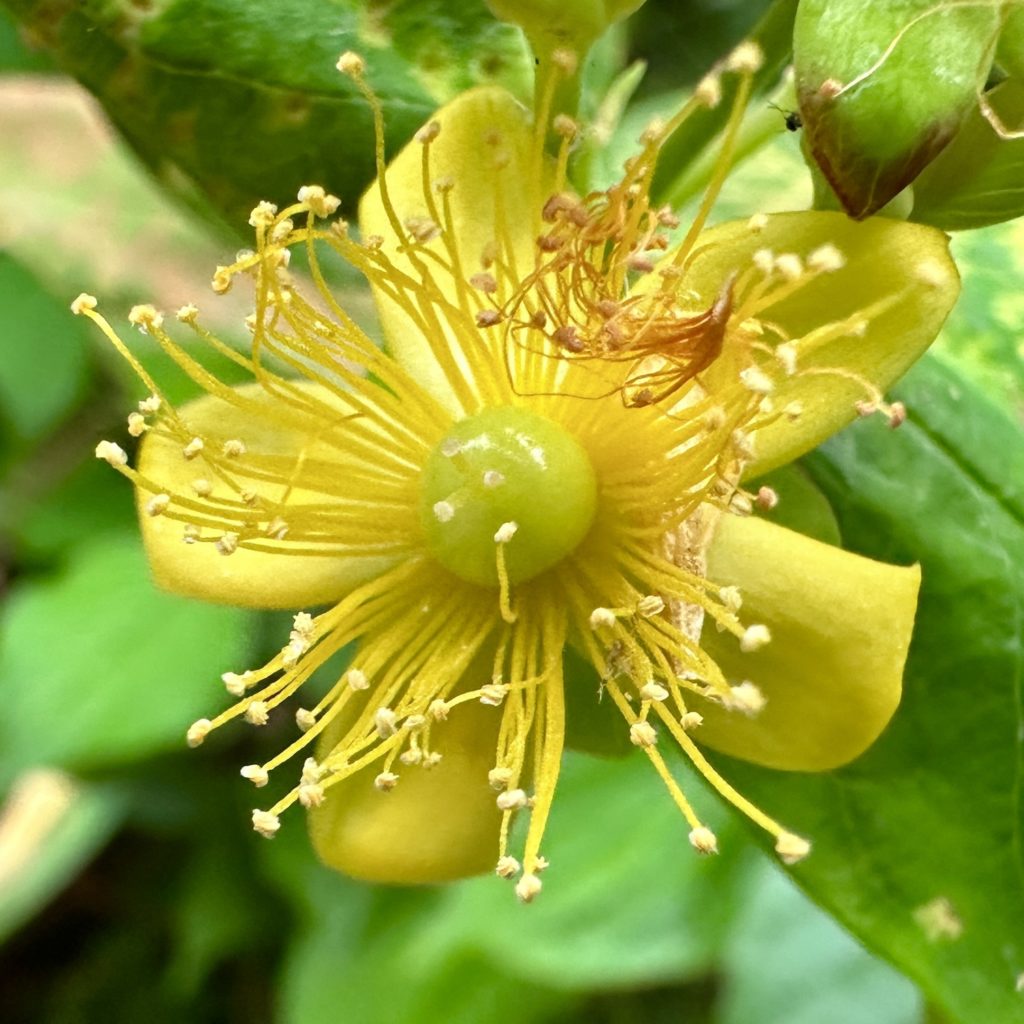 Close-up of a yellow flower