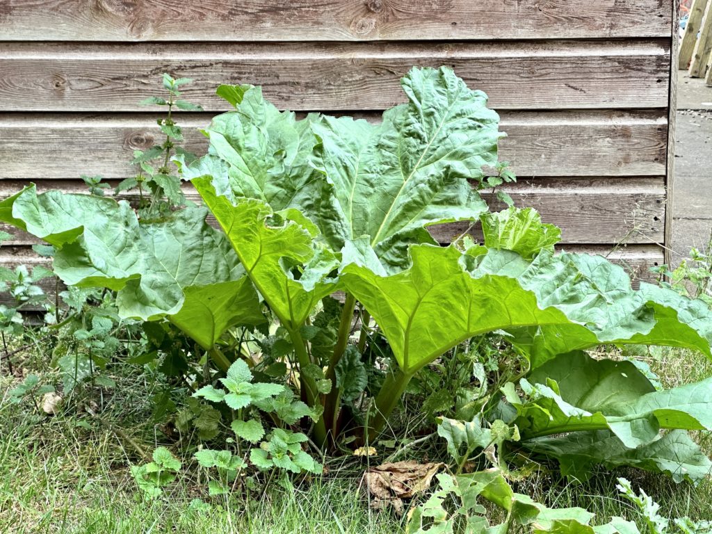 Rhubarb 