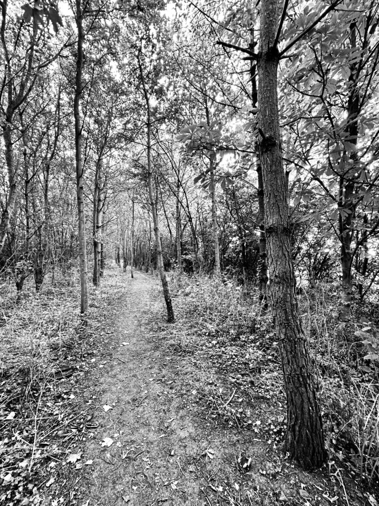 The woods near Branston monochrome